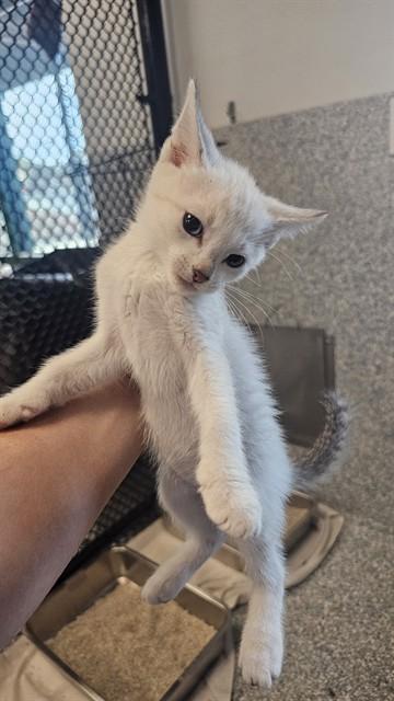 Enlarge MAHI MAHI, a Adoptable Domestic Short Hair in Paradise, CA image 1/1
