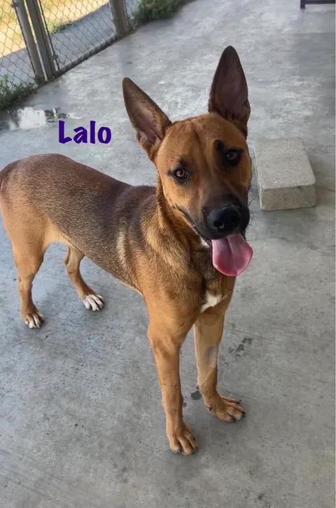 Lalo, a ADOPTABLE mixed breed in Port Lavaca, TX image 1/6