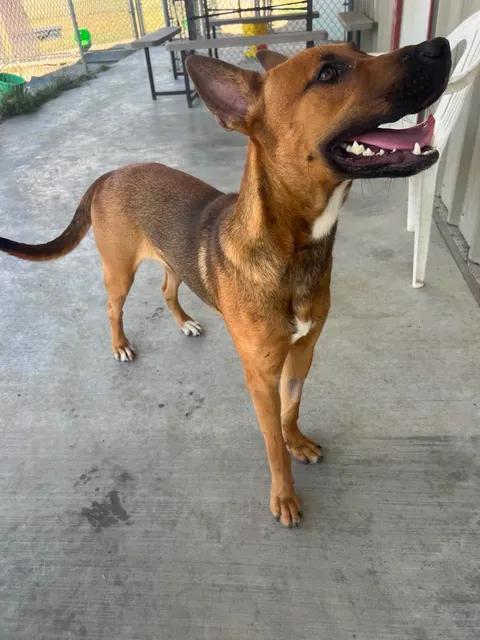 Lalo, a ADOPTABLE mixed breed in Port Lavaca, TX image 5/6