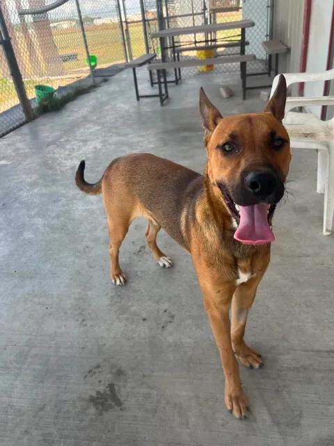 Lalo, a ADOPTABLE mixed breed in Port Lavaca, TX image 6/6