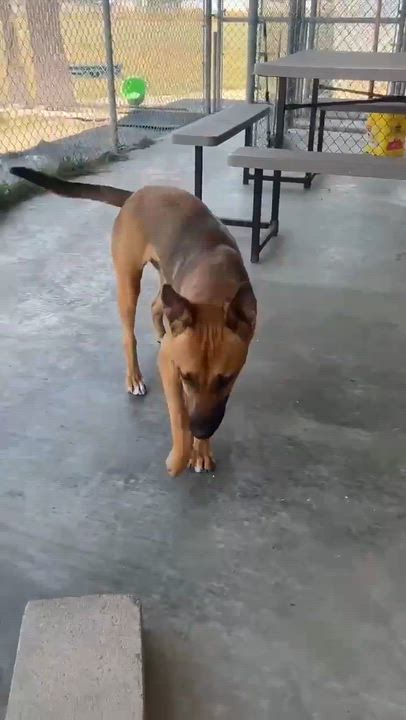 Enlarge Lalo, a ADOPTABLE mixed breed in Port Lavaca, TX video 3/6