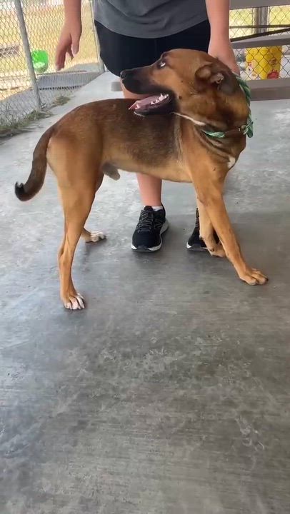 Enlarge Lalo, a ADOPTABLE mixed breed in Port Lavaca, TX video 4/6