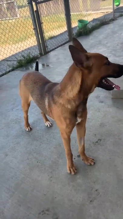 Enlarge Lalo, a ADOPTABLE mixed breed in Port Lavaca, TX video 2/6