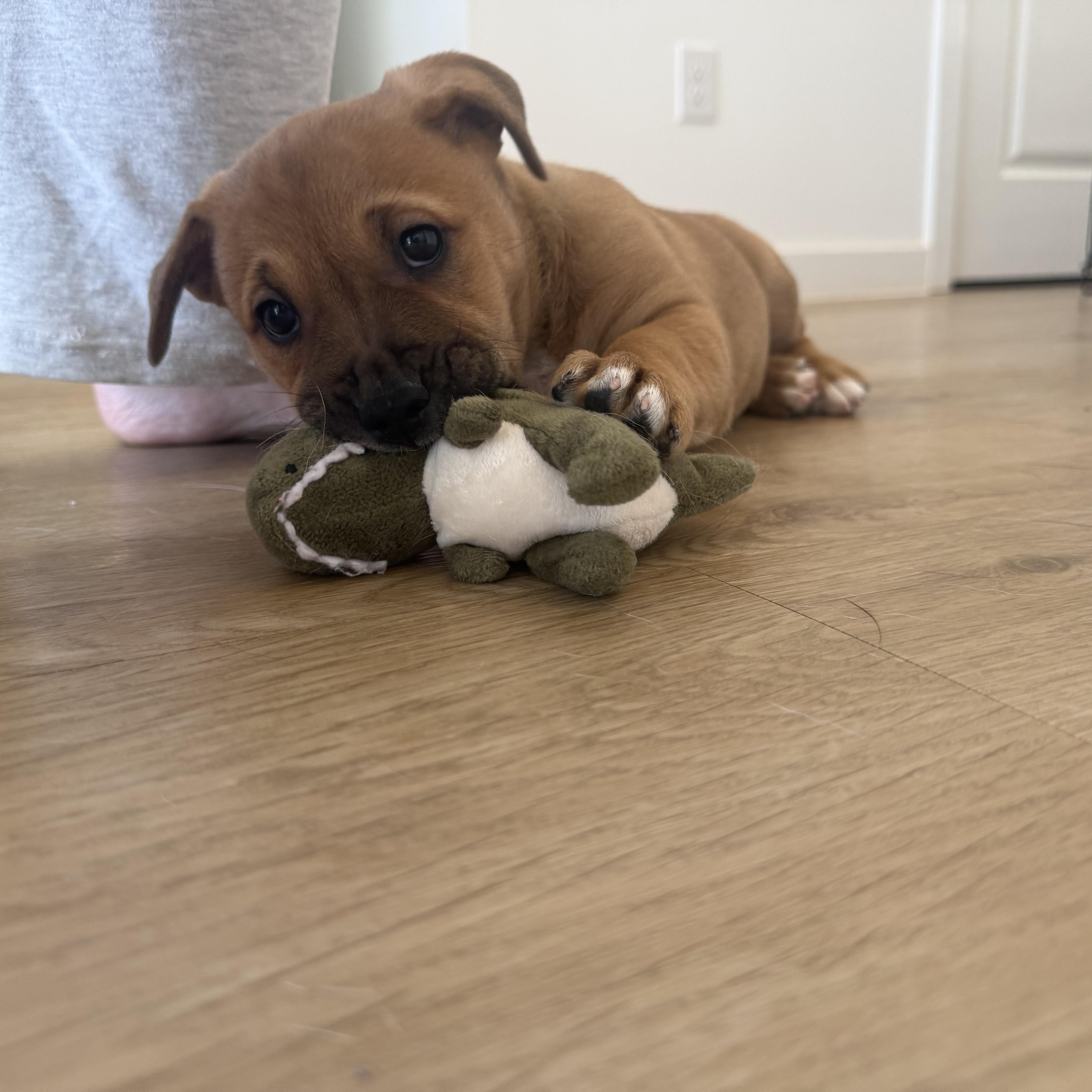 Enlarge Conga, a Adoptable mixed breed in Charlotte, NC image 5/5