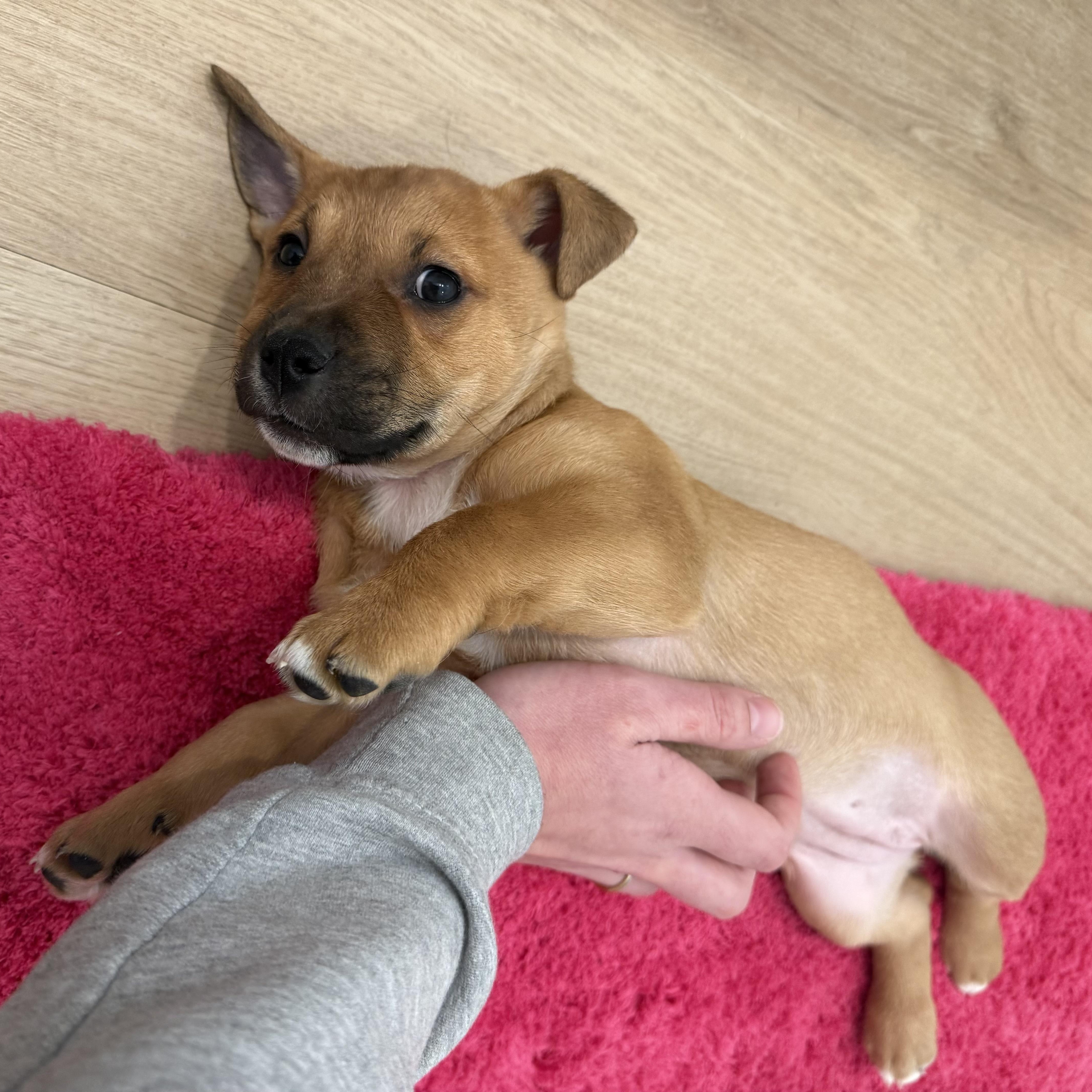 Enlarge Conga, a Adoptable mixed breed in Charlotte, NC image 2/5