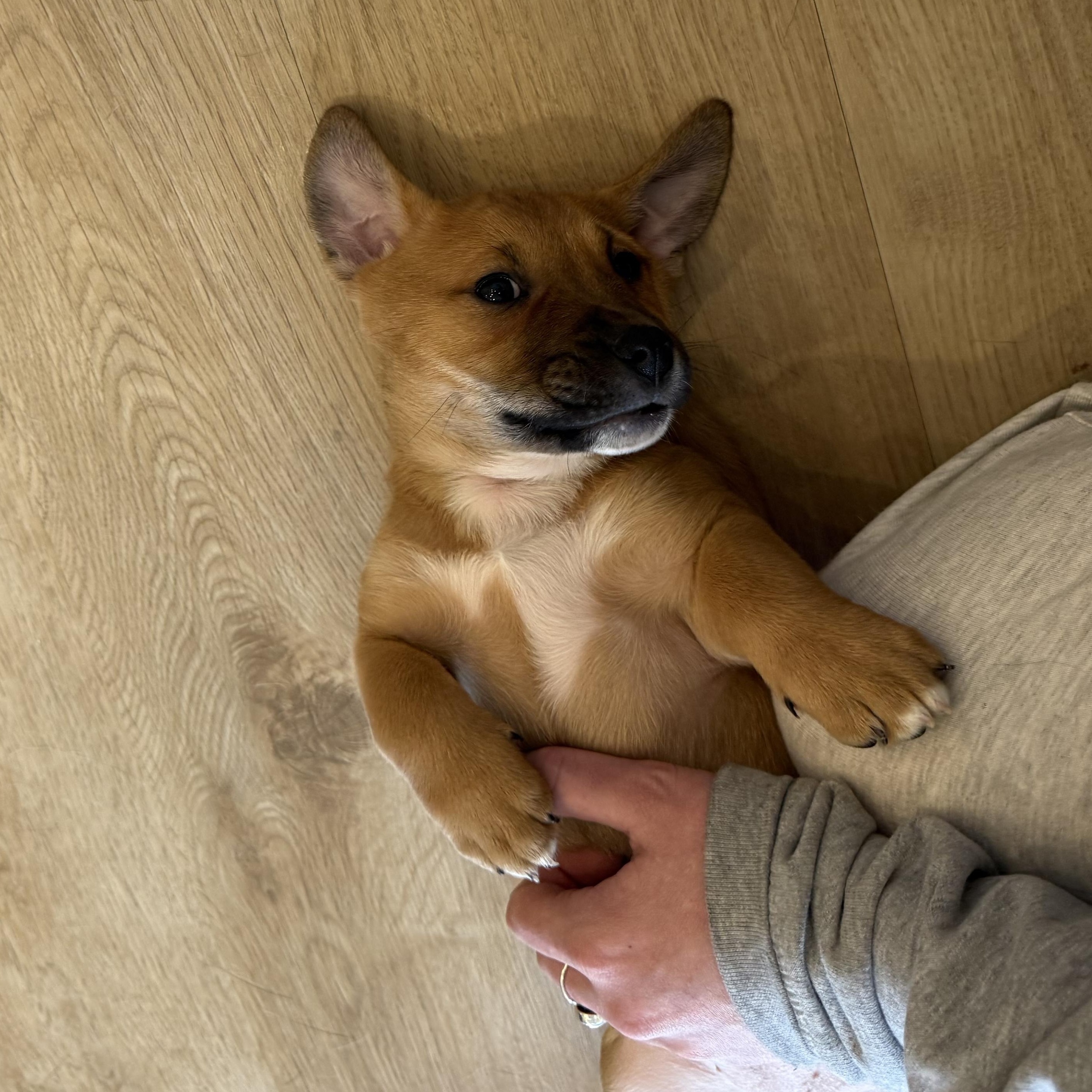 Enlarge Conga, a Adoptable mixed breed in Charlotte, NC image 4/5