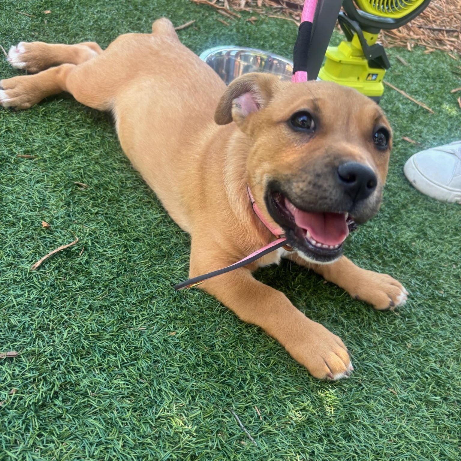 Conga, Adoptable, Puppy Female Shepherd.
