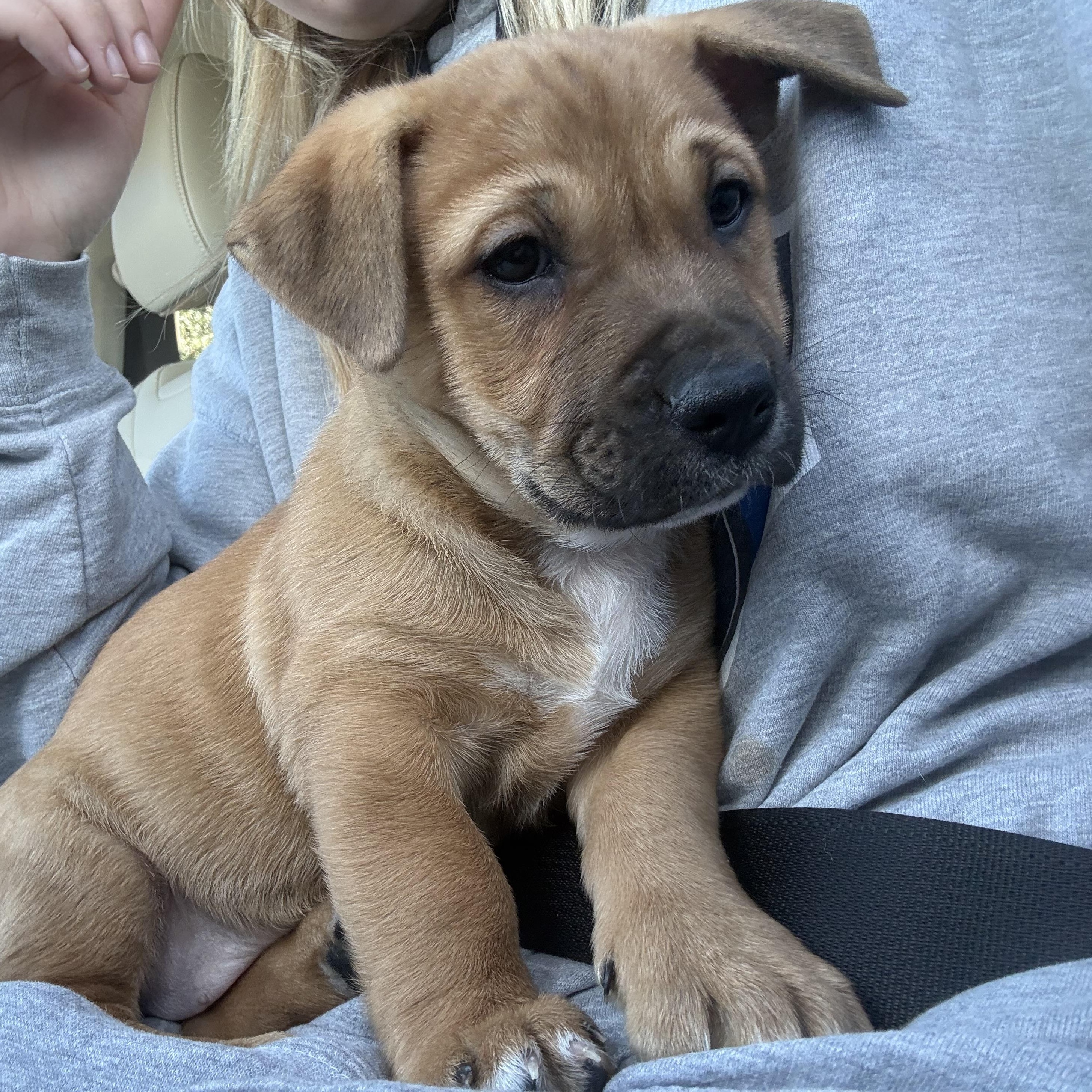 Enlarge Conga, a Adoptable mixed breed in Charlotte, NC image 1/5