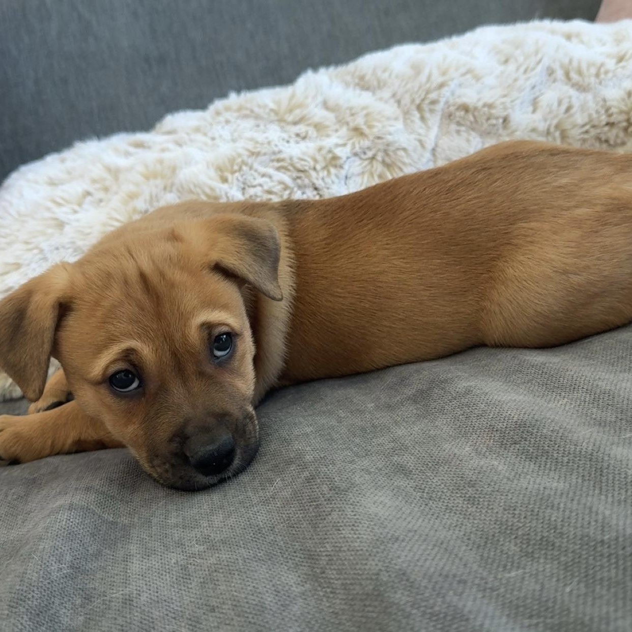 Enlarge Conga, a Adoptable mixed breed in Charlotte, NC image 3/5