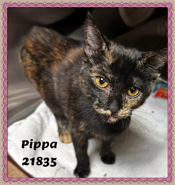 Enlarge PIPPA, an adopted mixed breed in Marietta, GA image 5/6