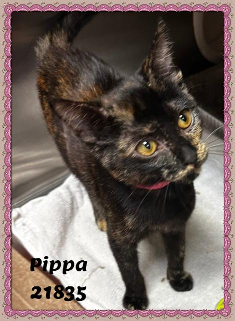 Enlarge PIPPA, an adopted mixed breed in Marietta, GA image 2/6