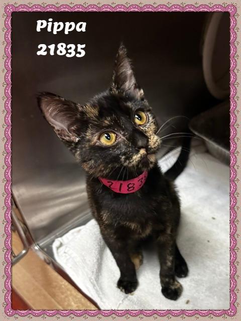 PIPPA, adopted, Kitten Female Domestic Short Hair & Tortoiseshell.