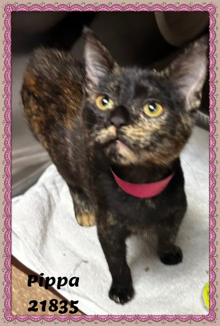 Enlarge PIPPA, an adopted mixed breed in Marietta, GA image 4/6