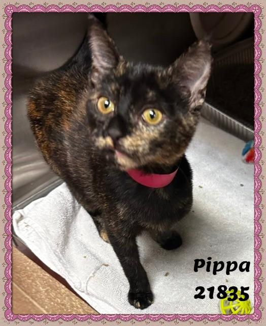 Enlarge PIPPA, an adopted mixed breed in Marietta, GA image 6/6