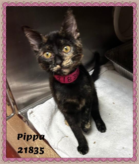 Enlarge PIPPA, an adopted mixed breed in Marietta, GA image 3/6