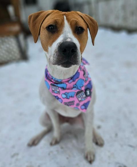 Tre (1 year old), ADOPTABLE, Young Female Hound & Pit Bull Terrier.
