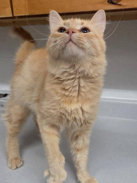 Dax, Adoptable, Young Male Domestic Short Hair.
