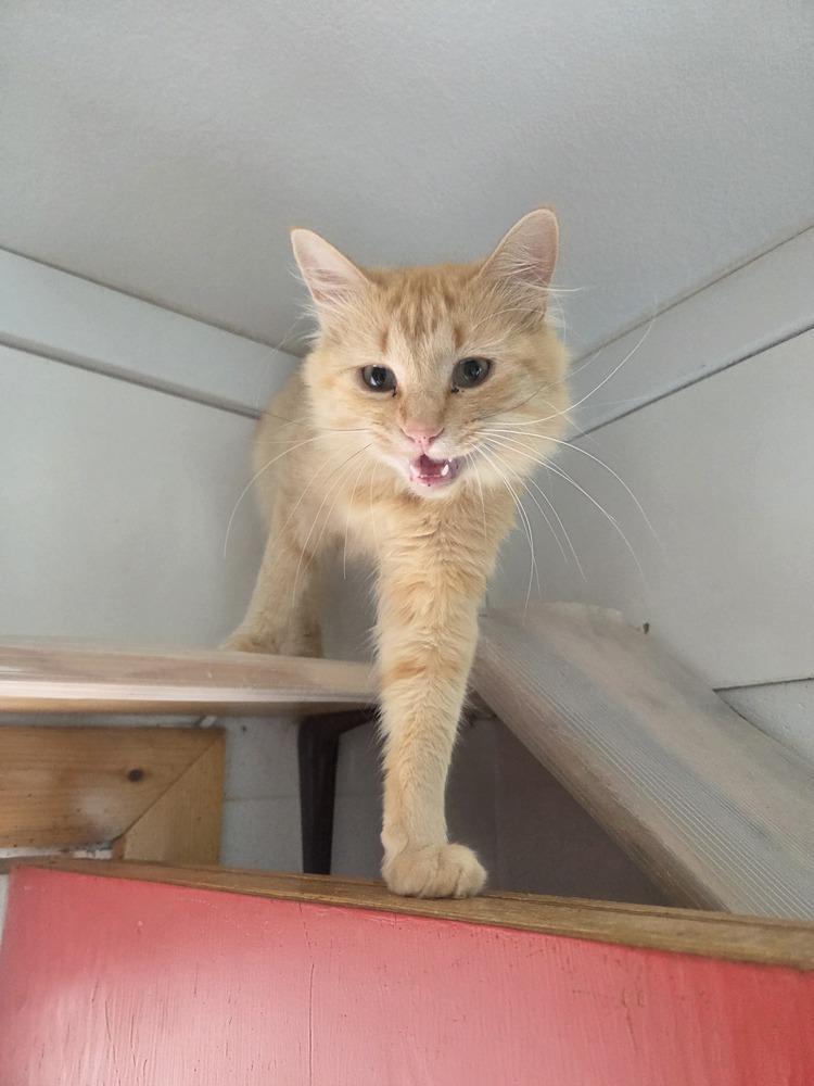 Enlarge Dax, a Adoptable Domestic Short Hair in Salmon, ID image 2/5