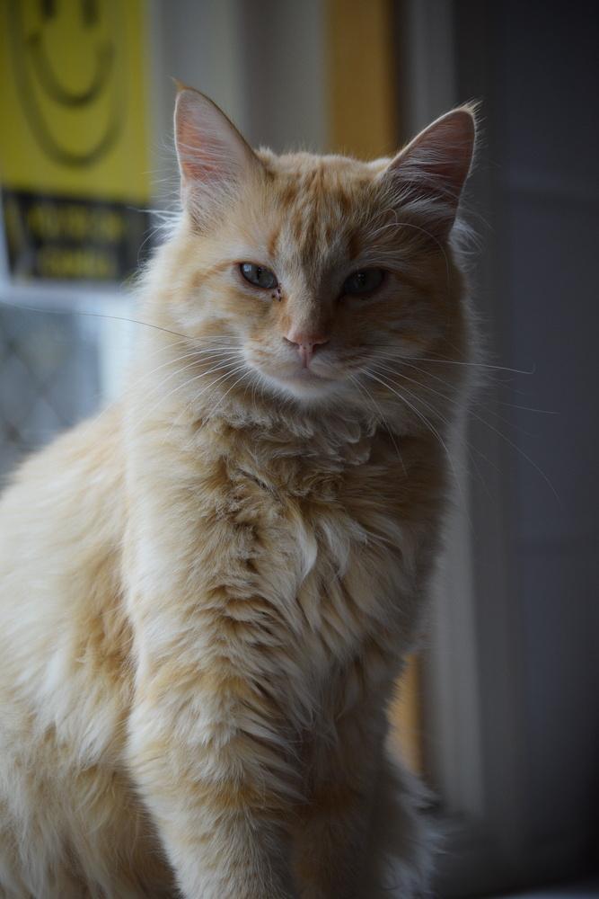 Enlarge Dax, a Adoptable Domestic Short Hair in Salmon, ID image 3/5
