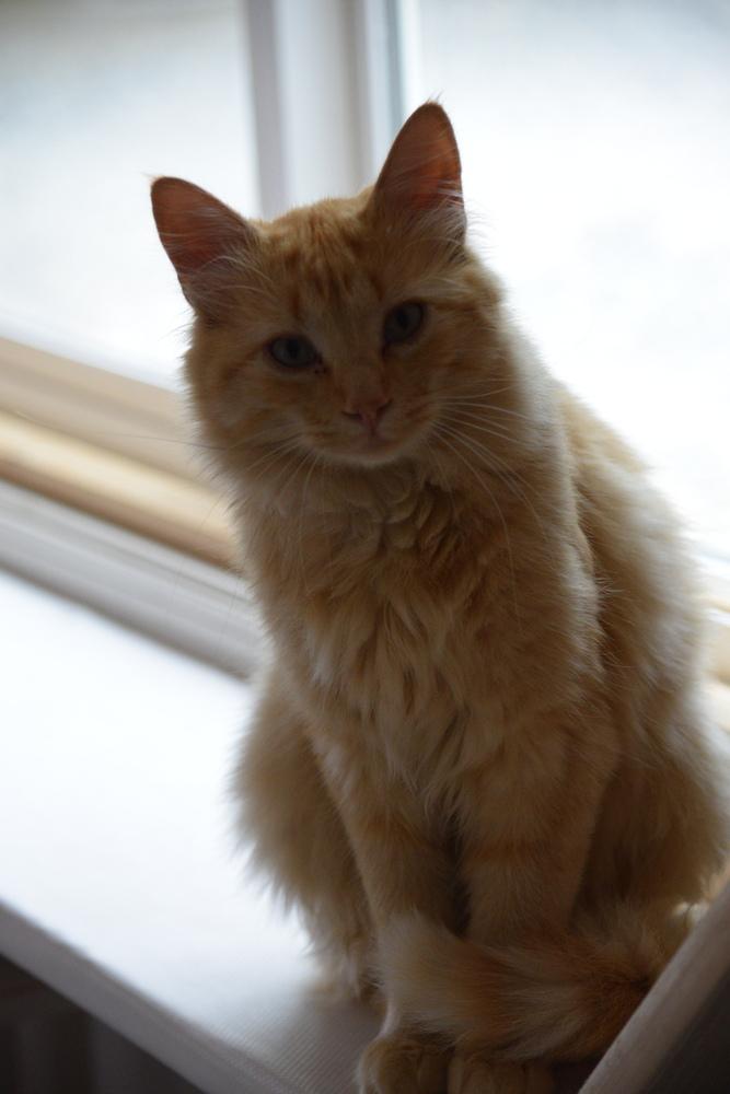 Enlarge Dax, a Adoptable Domestic Short Hair in Salmon, ID image 4/5