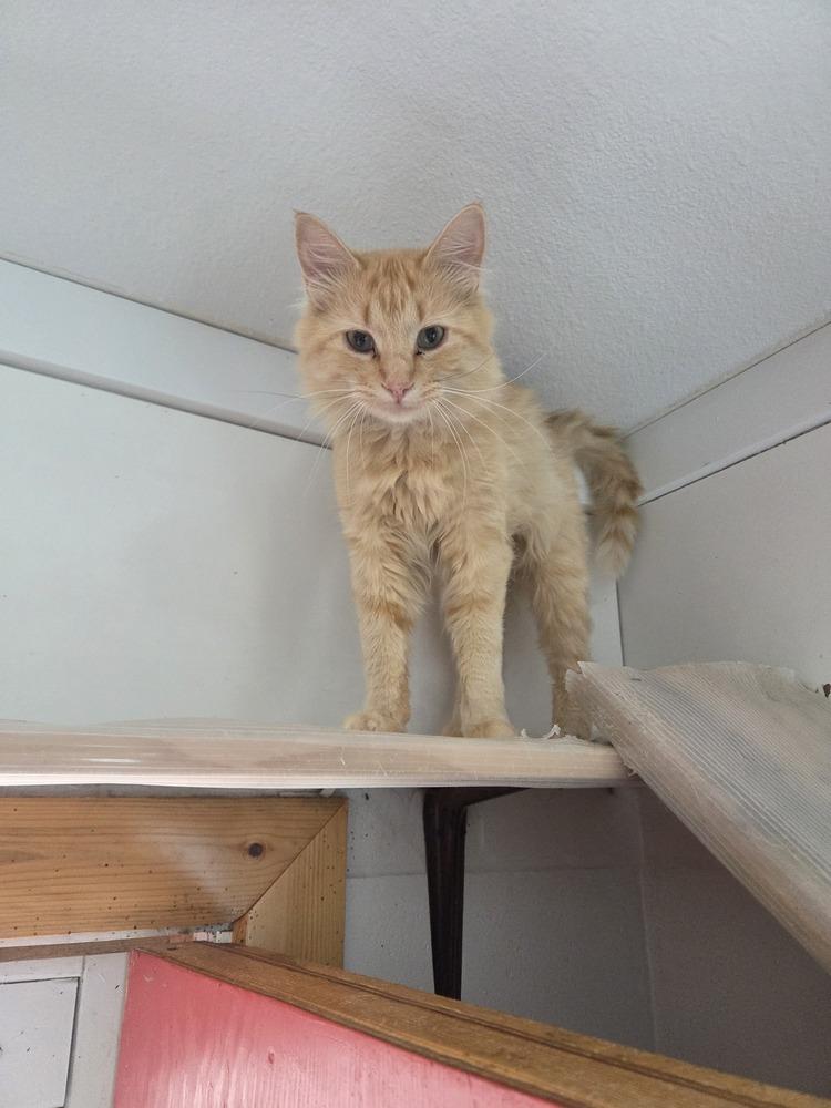 Enlarge Dax, a Adoptable Domestic Short Hair in Salmon, ID image 5/5