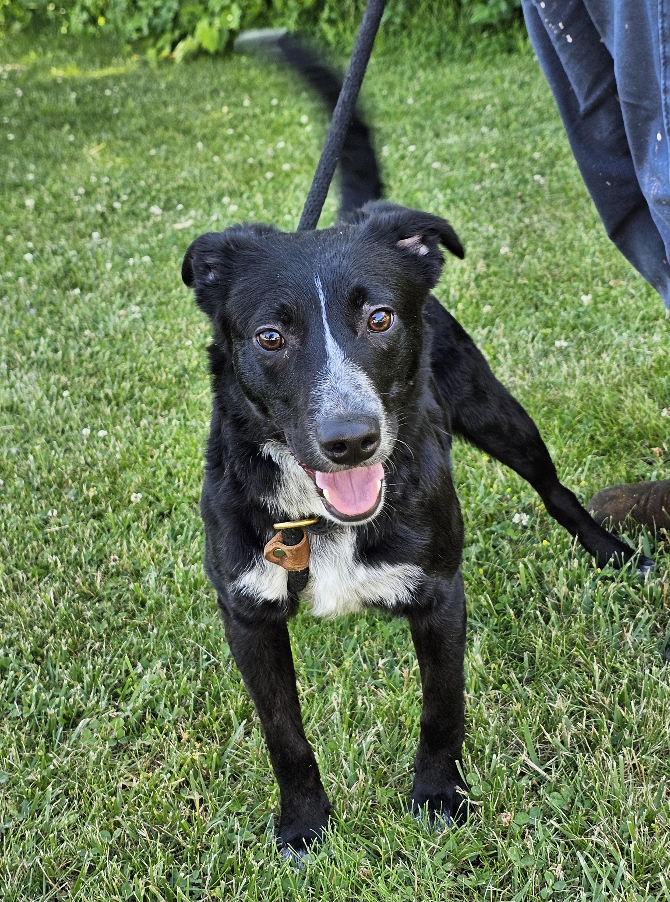 Enlarge Daytona, a ADOPTABLE mixed breed in Bay City, MI image 3/4