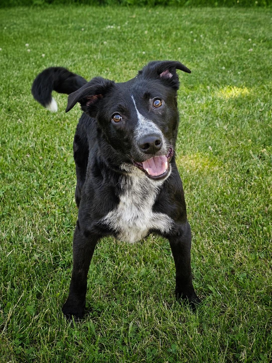 Enlarge Daytona, a ADOPTABLE mixed breed in Bay City, MI image 1/4