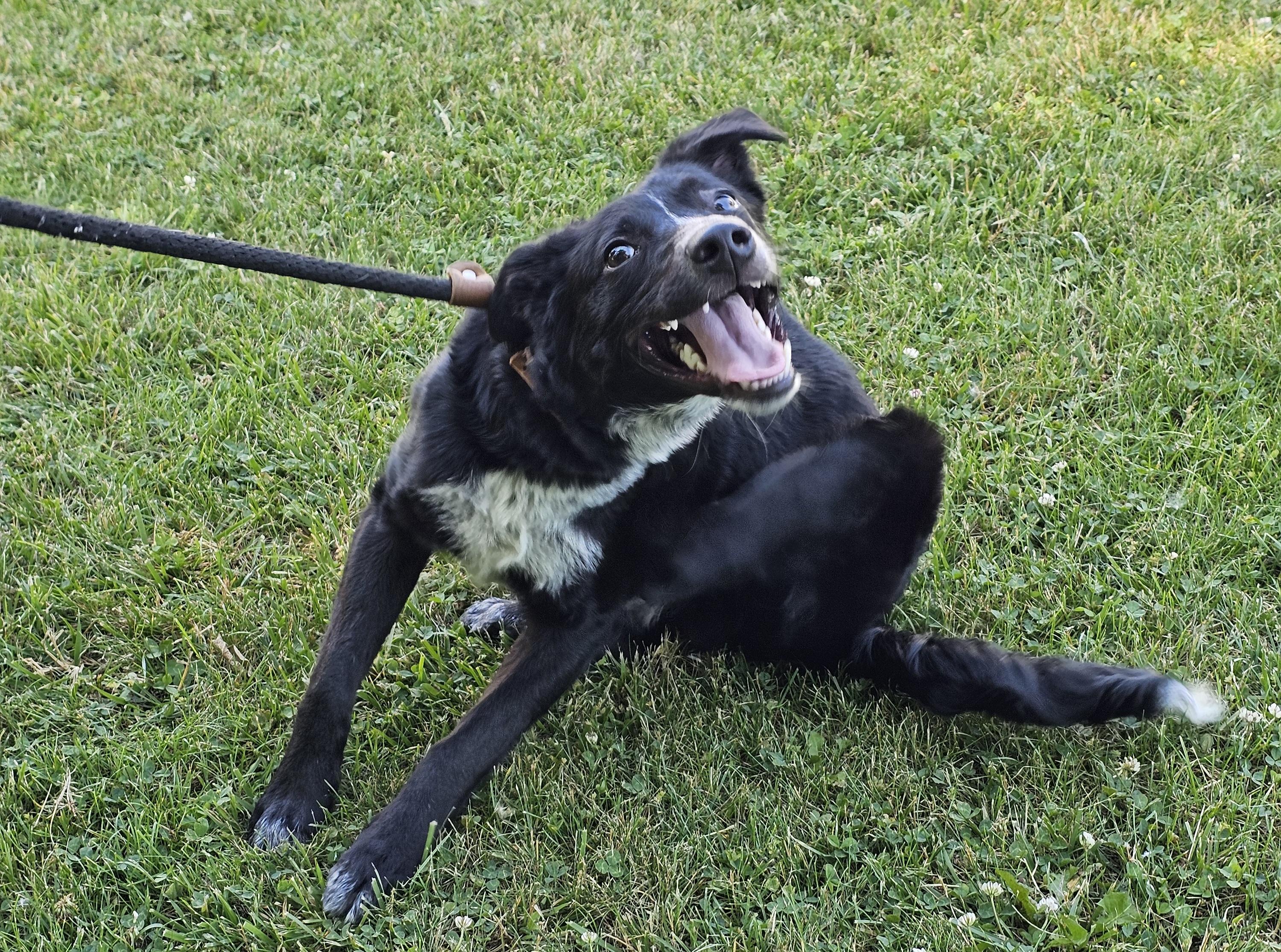 Enlarge Daytona, a ADOPTABLE mixed breed in Bay City, MI image 2/4