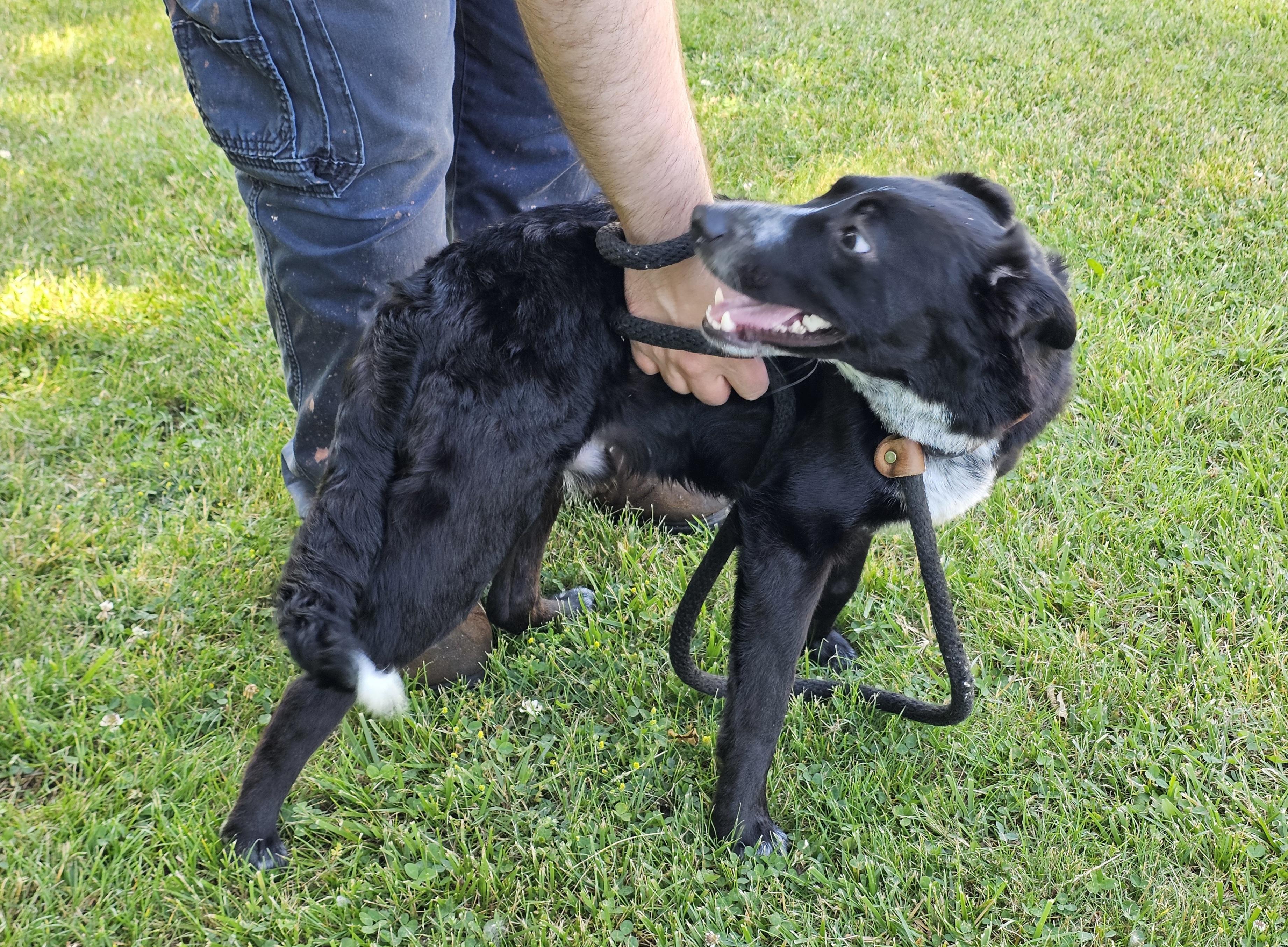 Enlarge Daytona, a ADOPTABLE mixed breed in Bay City, MI image 4/4