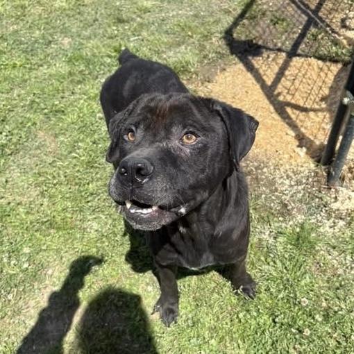Enlarge Arthur, a Adoptable mixed breed in Richmond Hill, GA image 4/6