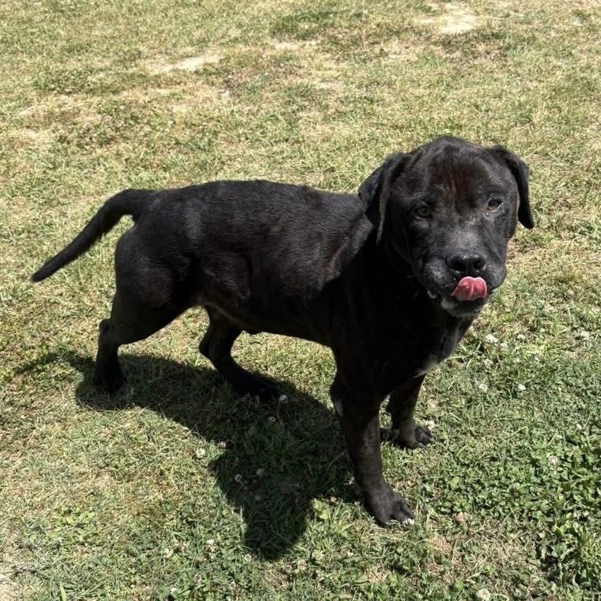 Enlarge Arthur, a Adoptable mixed breed in Richmond Hill, GA image 3/6