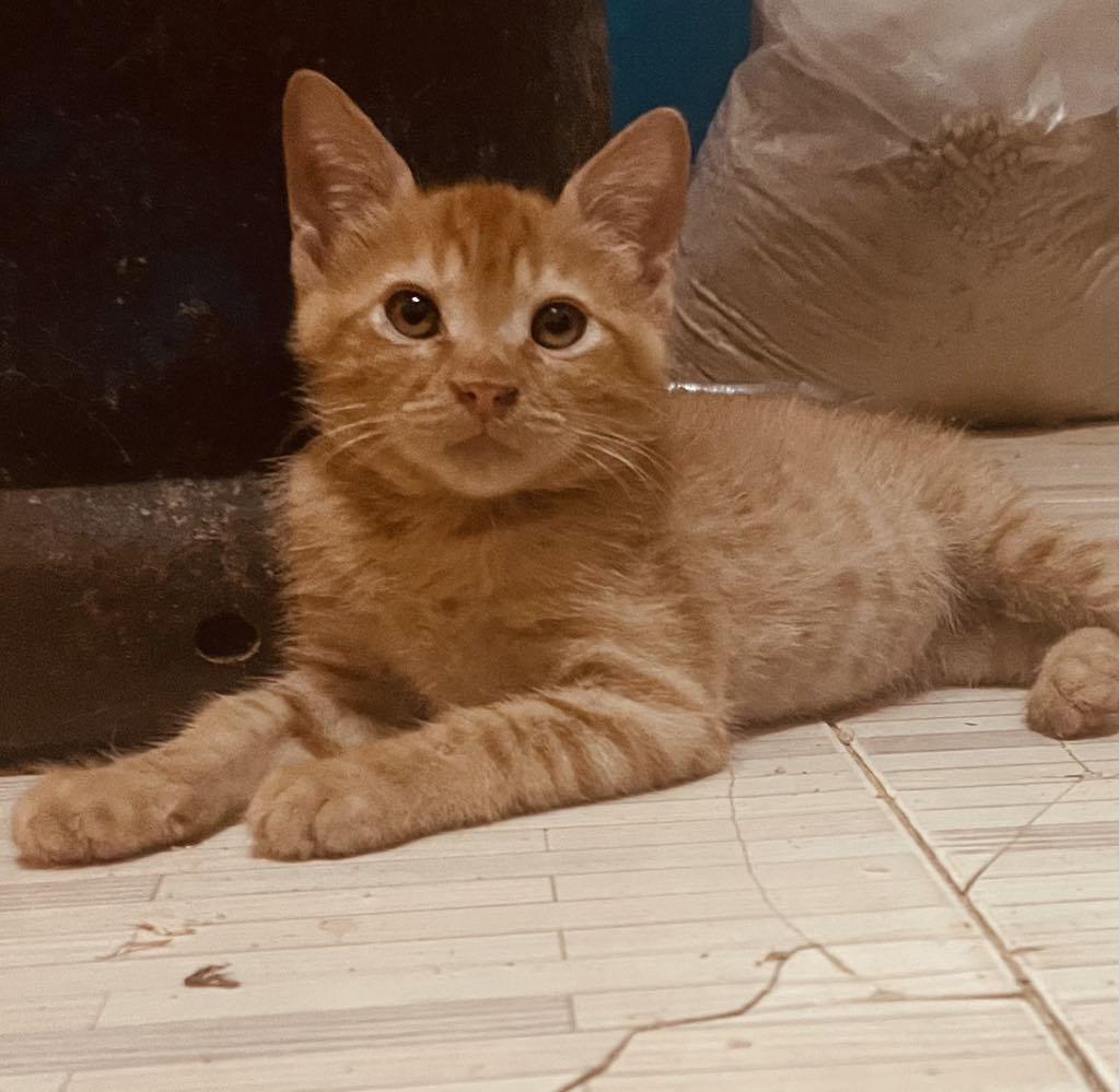 3 Persian mixed Kittens u photo 4