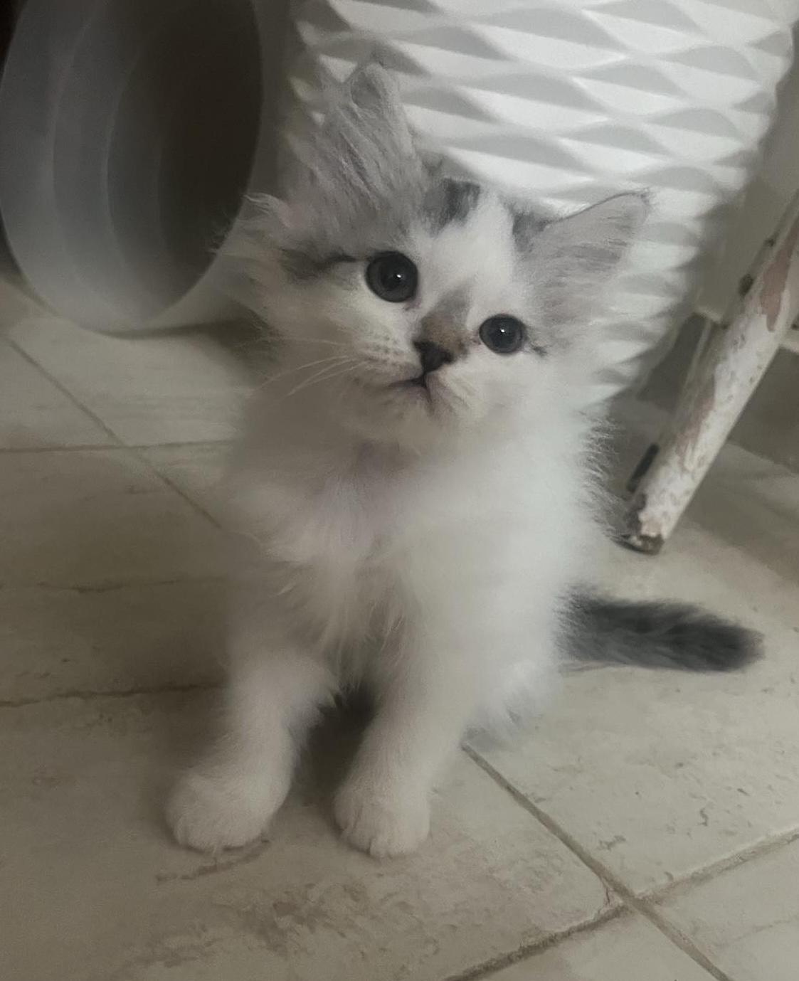 3  Persian mixed Kittens u