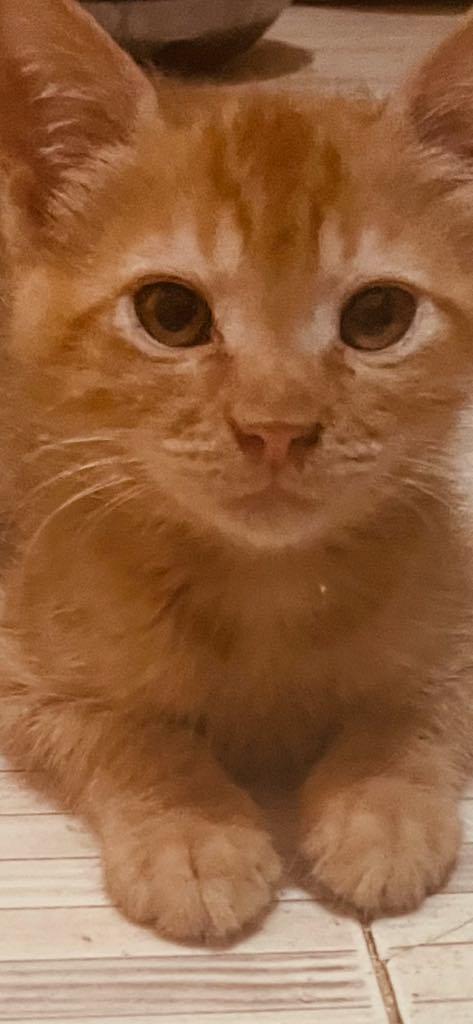 3 Persian mixed Kittens u photo 2