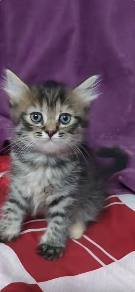 3  Persian mixed Kittens u