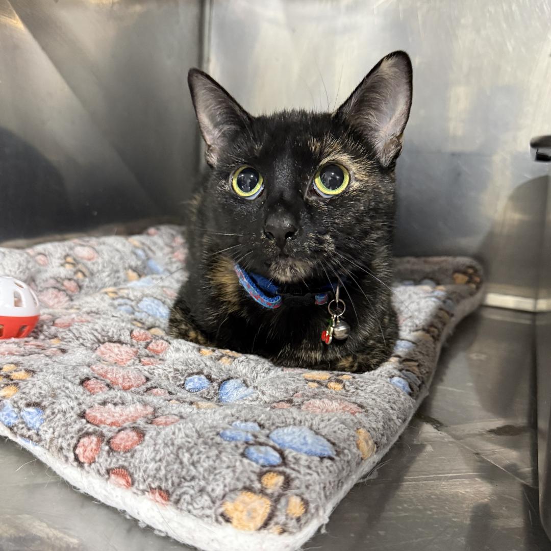 Enlarge Rumi, an adopted mixed breed in Monaca, PA image 2/2