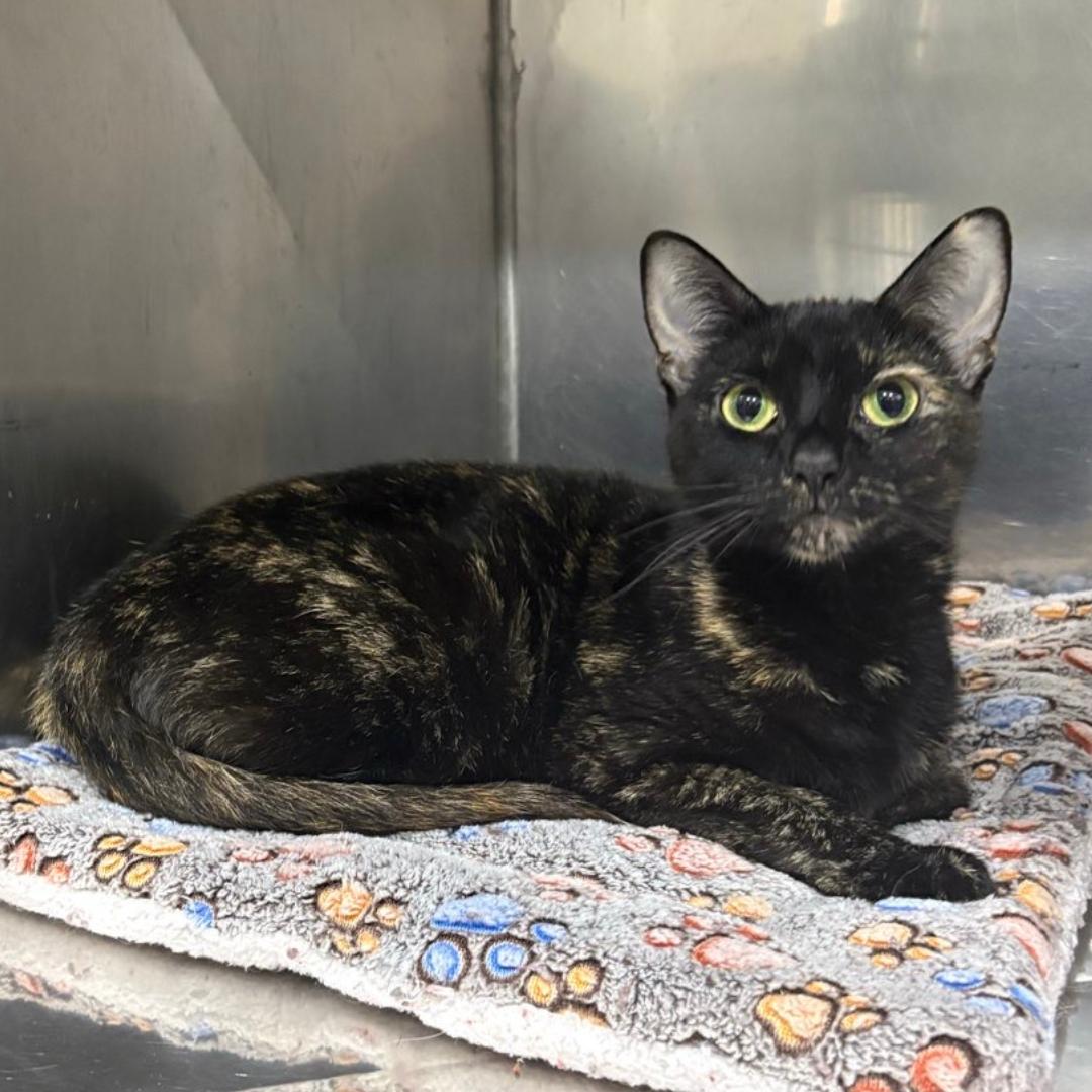 Rumi, adopted, Adult Female Domestic Short Hair.