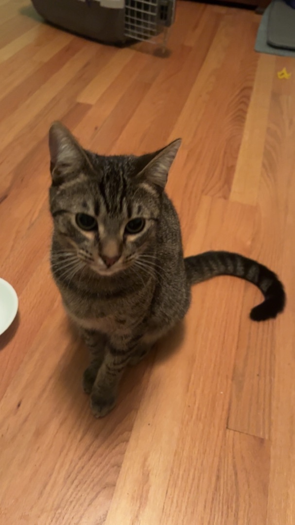 Maxx. (SBT), Adopted, Young Male Domestic Short Hair.