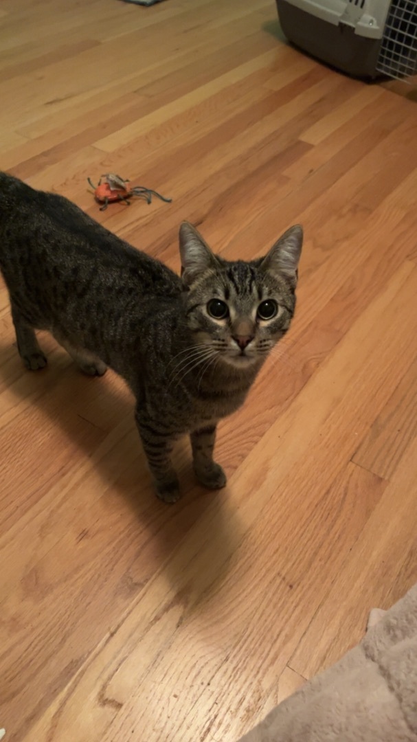 Enlarge Maxx. (SBT), a Adopted Domestic Short Hair in Columbia, SC image 2/2