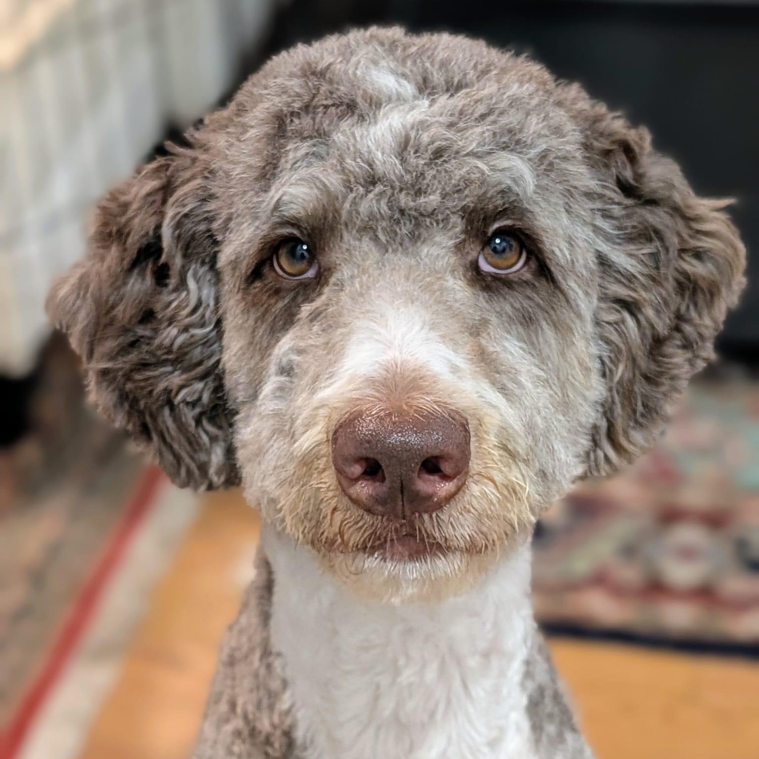 Cory, an adoptable Aussiedoodle in New York, NY, 10036 | Photo Image 3