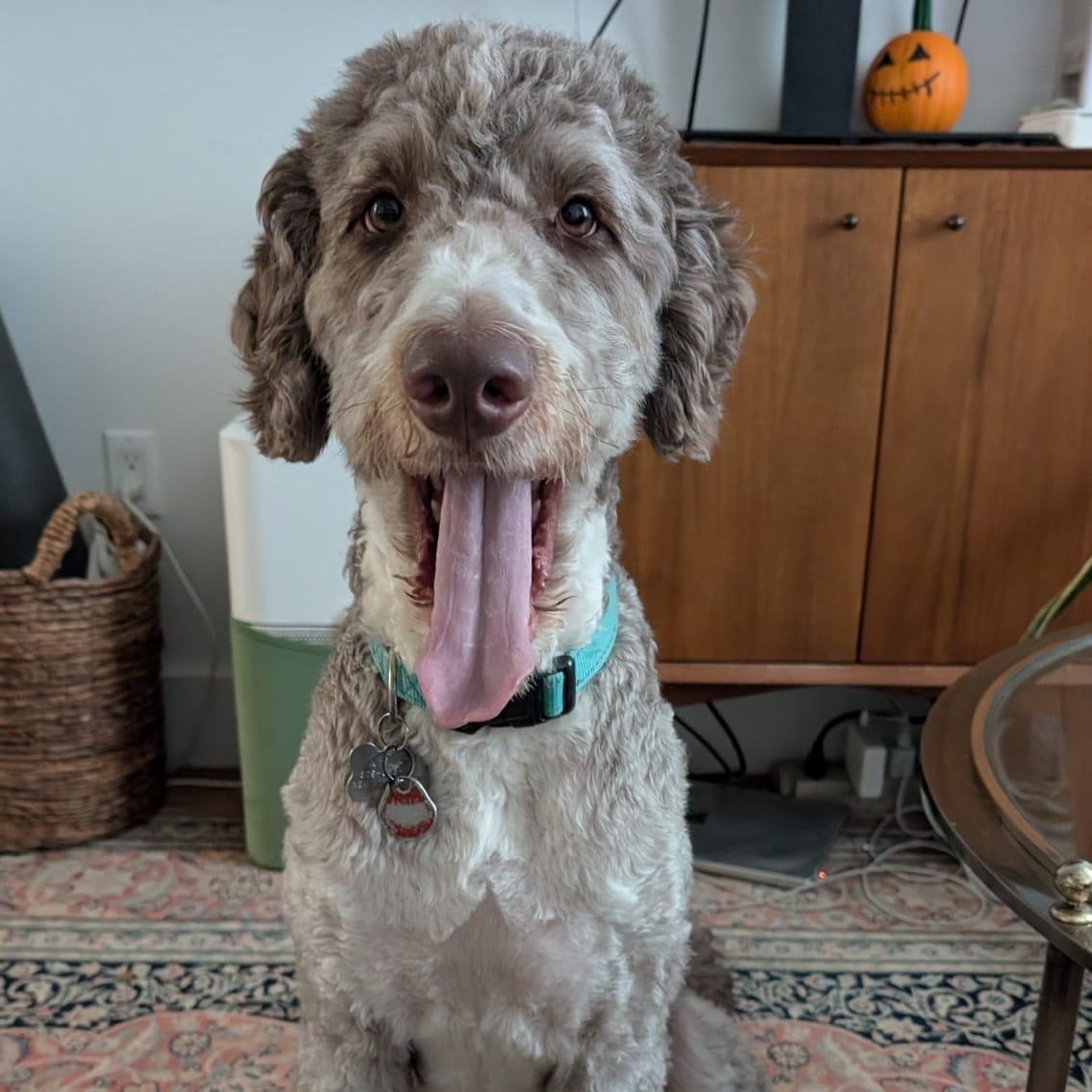 Cory, an adoptable Aussiedoodle in New York, NY, 10036 | Photo Image 6