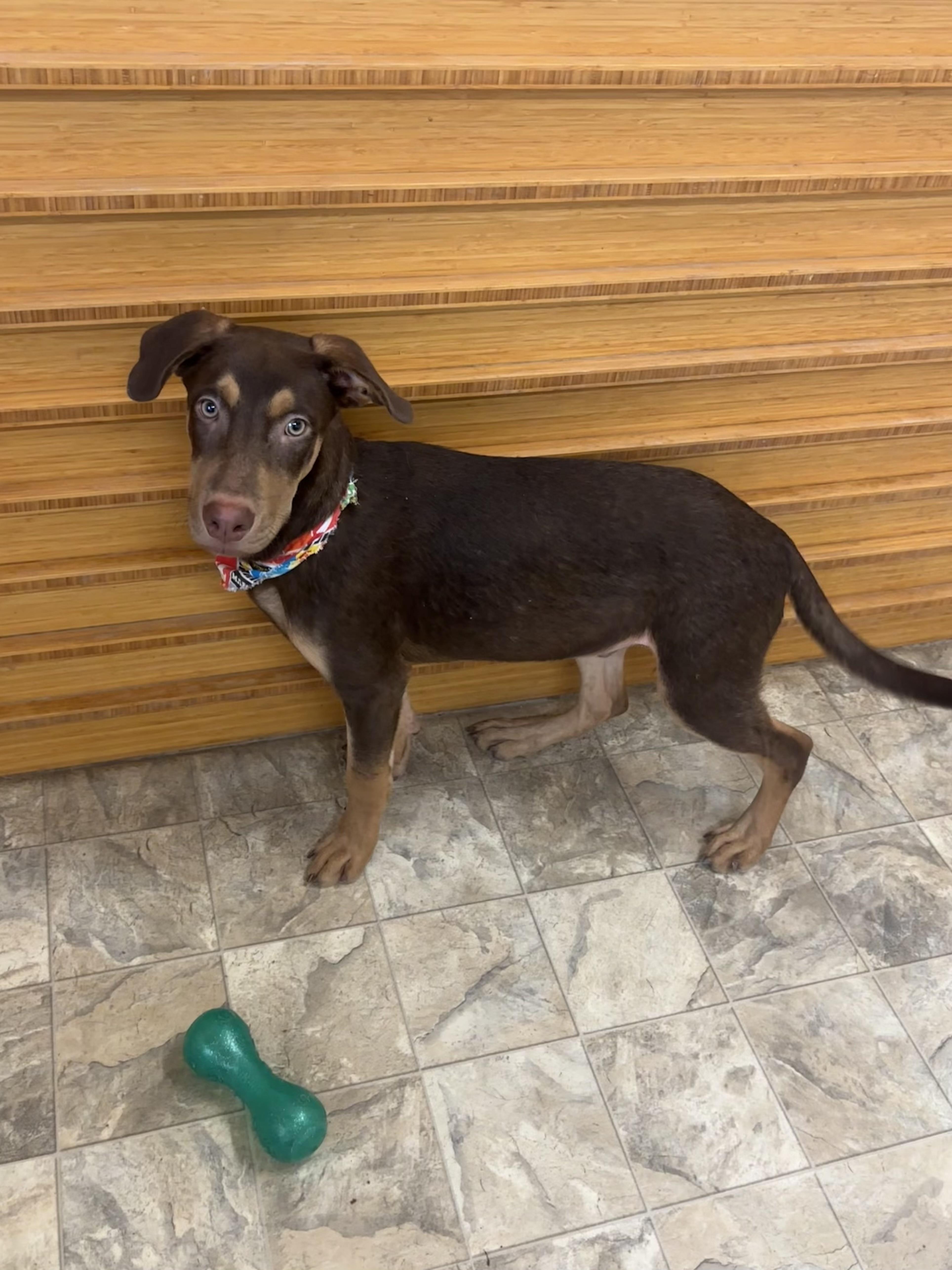 Kane, a Adoptable mixed breed in Pilot Point, TX image 2/3