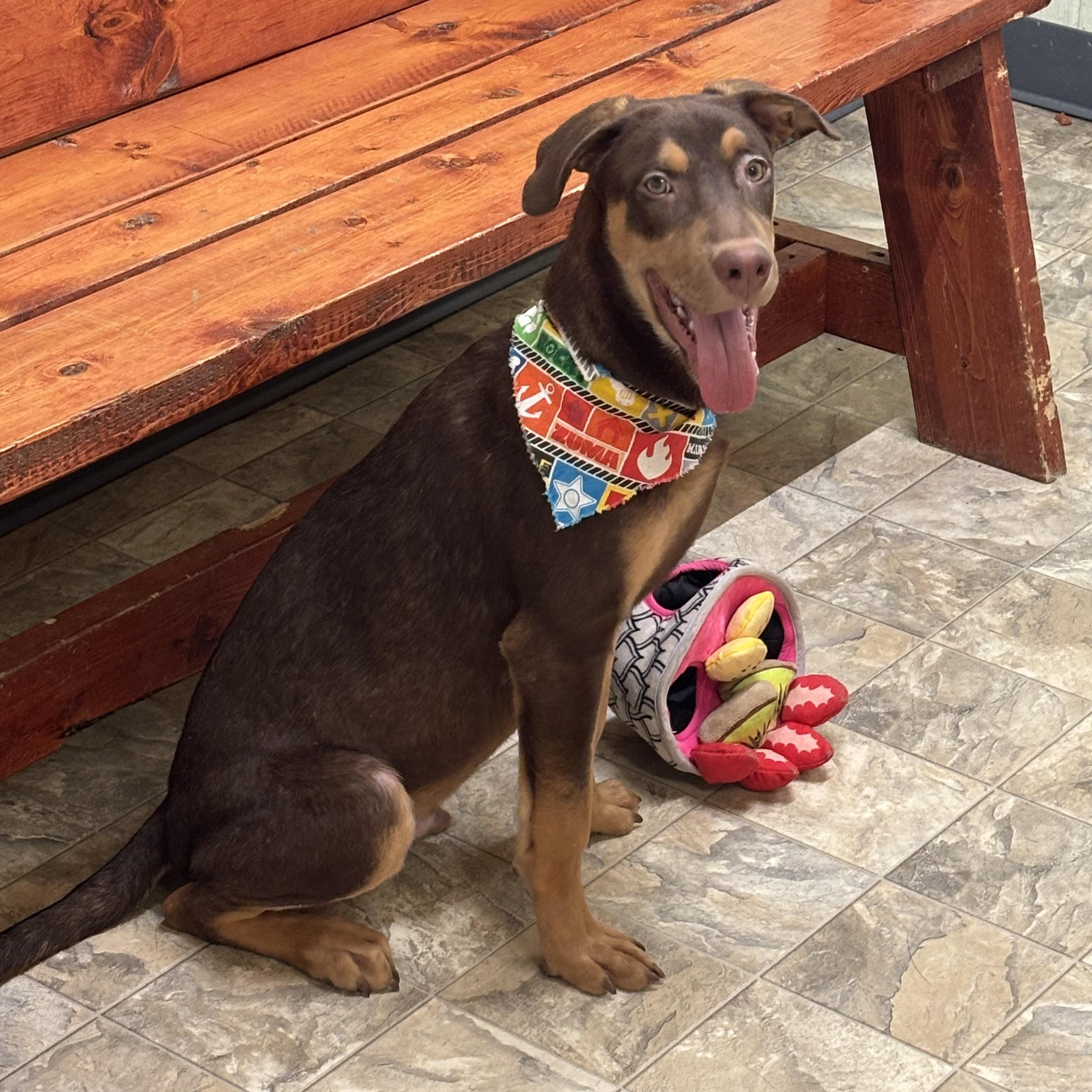 Kane, Adoptable, Young Male Shepherd.