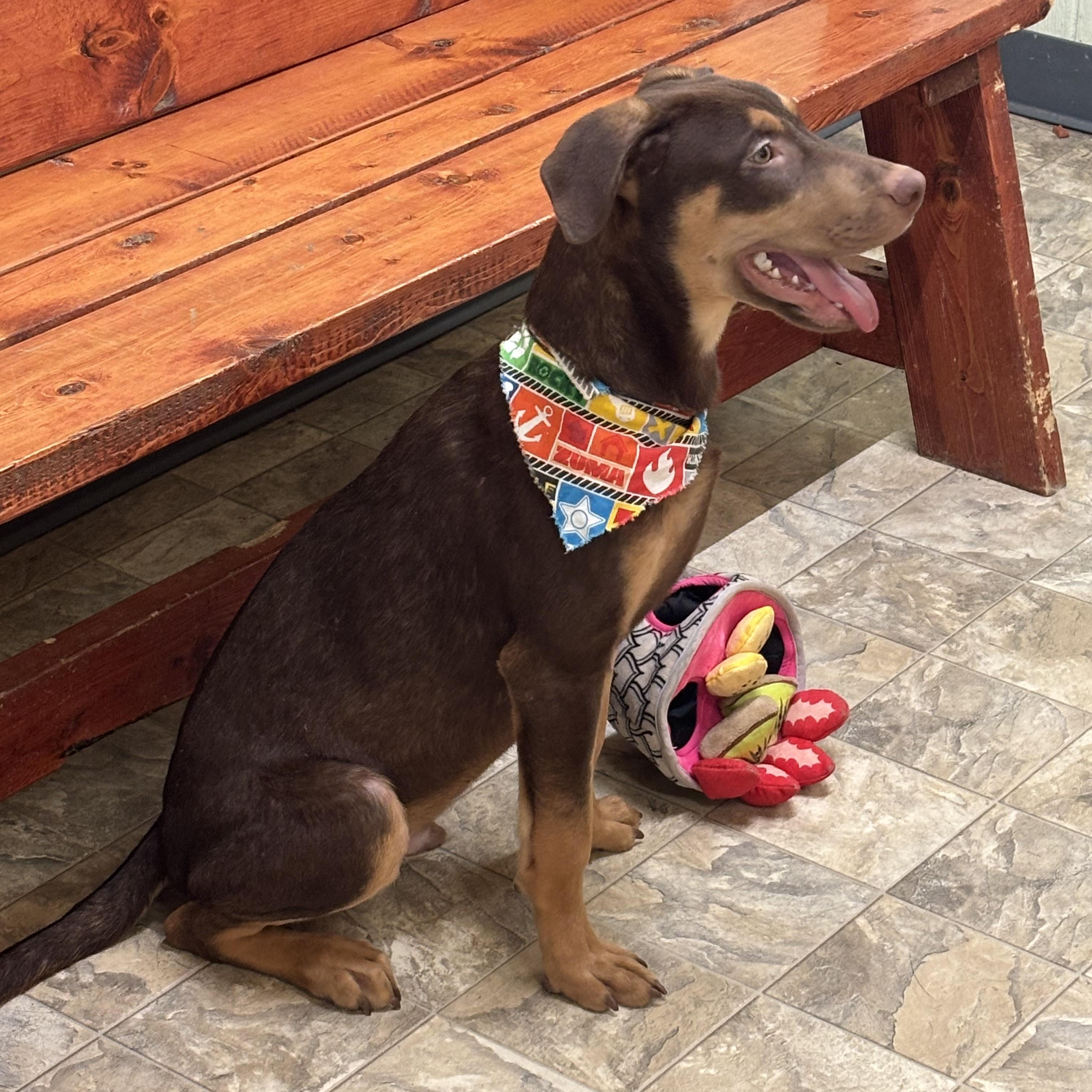 Kane, a Adoptable mixed breed in Pilot Point, TX image 3/3