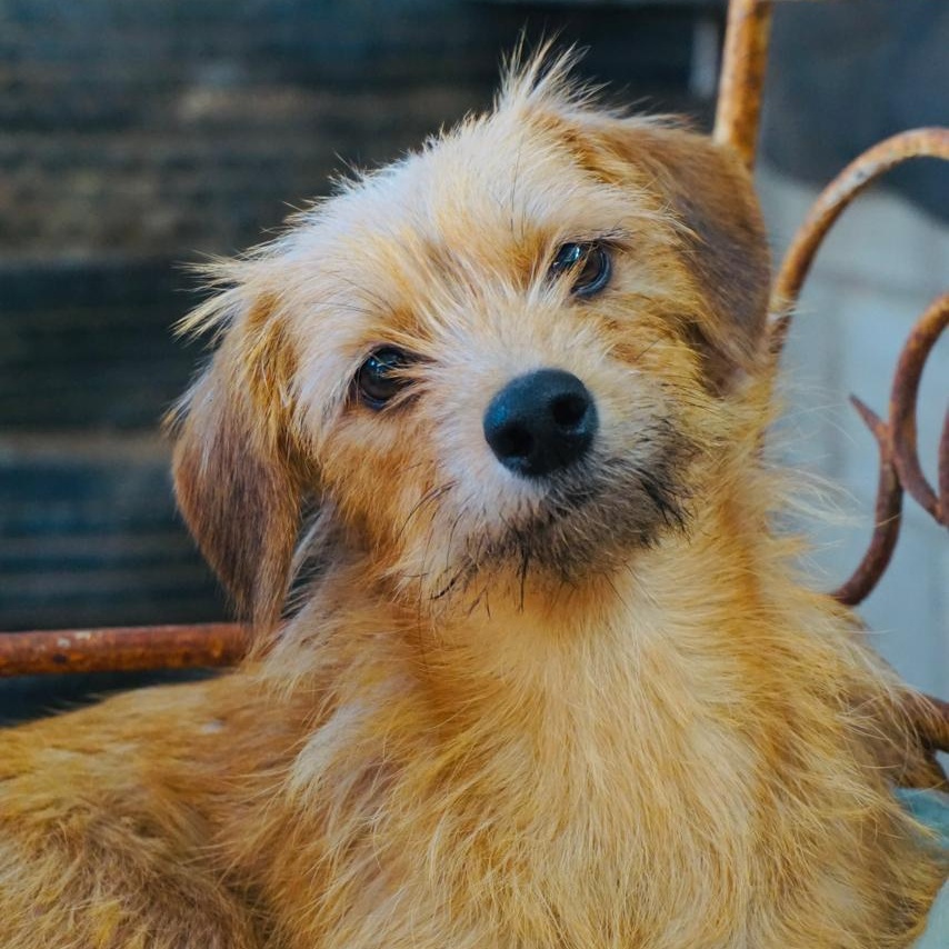 Lilac, a Adoptable mixed breed in San Diego, CA image 2/3