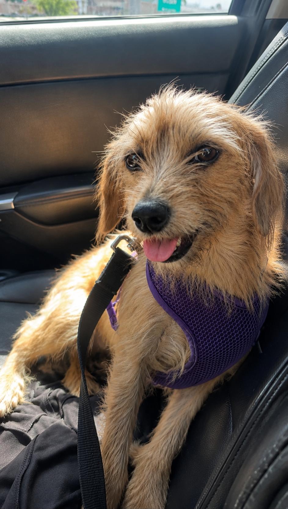 Lilac, a Adoptable mixed breed in San Diego, CA image 3/3