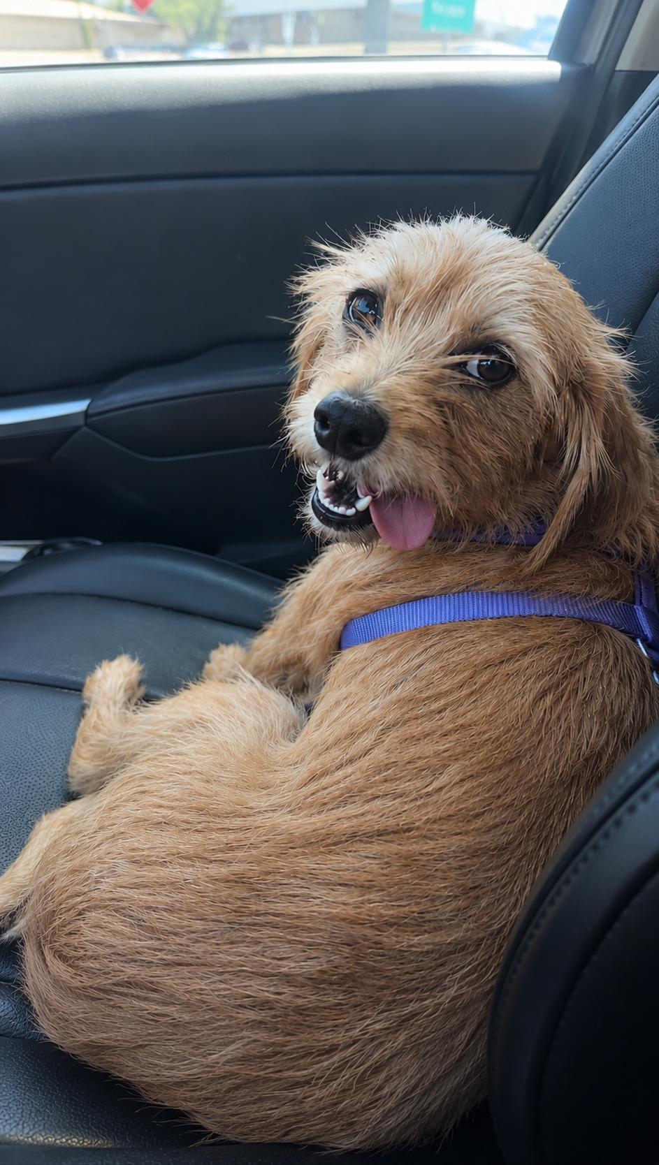 Lilac, a Adoptable mixed breed in San Diego, CA image 1/3