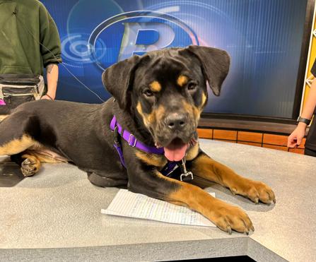 Dahlia, Adoptable, Young Female Rottweiler.