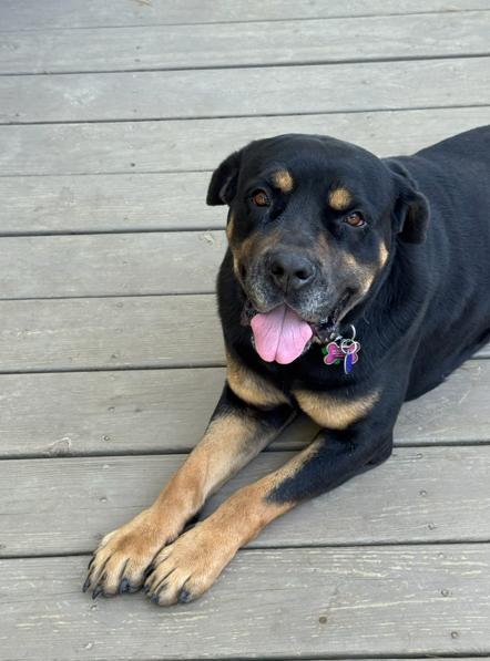 Dahlia, a Adoptable mixed breed in Brunswick, OH image 2/6