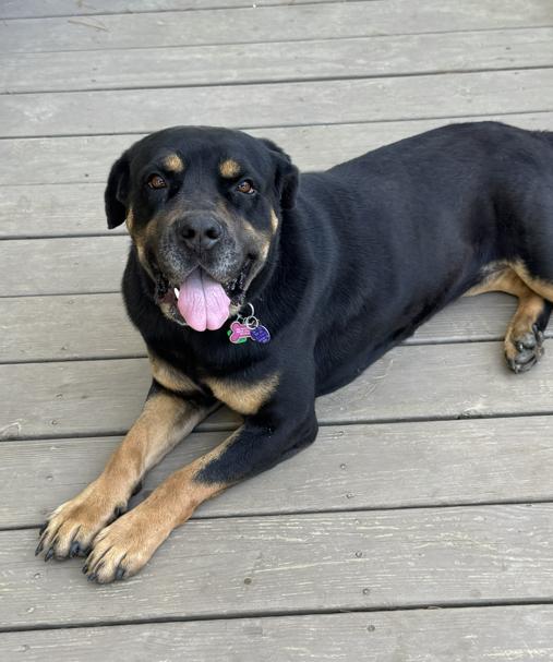 Dahlia, a Adoptable mixed breed in Brunswick, OH image 3/6